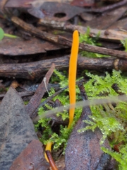 Clavulinopsis amoena