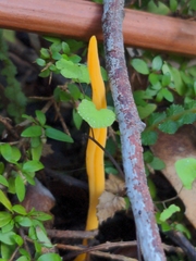 Clavulinopsis amoena