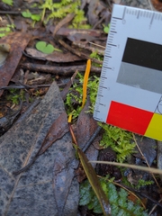 Clavulinopsis amoena