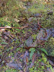 Clavulinopsis amoena