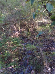 Clavulinopsis amoena