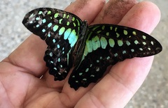 Graphium macfarlanei