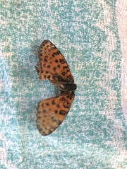 Melitaea trivia