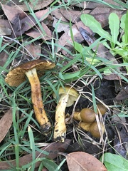 Cortinarius clelandii