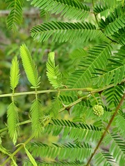 Mimosa lingvatouana