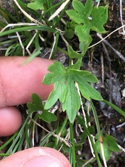 Ranunculus occidentalis brevistylis
