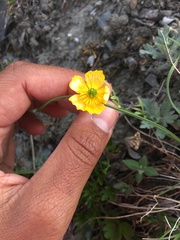 Ranunculus occidentalis brevistylis