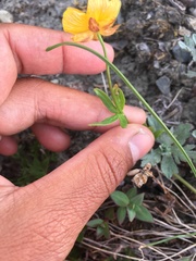 Ranunculus occidentalis brevistylis