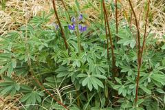 Lupinus havardii