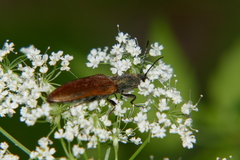 Ctenicera virens