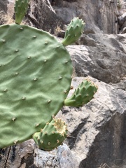 Opuntia laevis