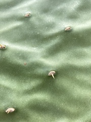 Opuntia laevis