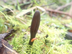 Geoglossum umbratile