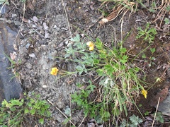 Ranunculus occidentalis brevistylis