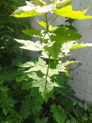 Acer platanoides