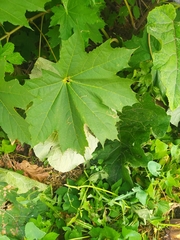 Acer platanoides