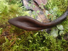 Geoglossum umbratile