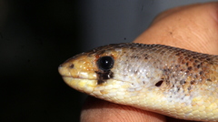 Pygopus steelescotti
