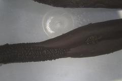 Geoglossum umbratile