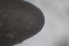 Geoglossum umbratile