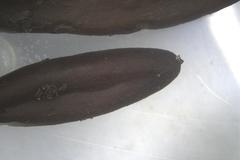 Geoglossum umbratile