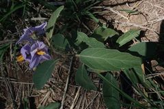 Solanum delagoense