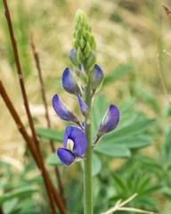 Lupinus havardii