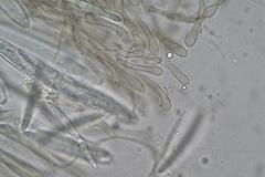 Geoglossum umbratile