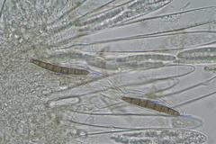 Geoglossum umbratile