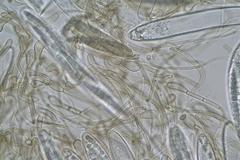 Geoglossum umbratile