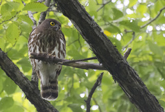 Ninox japonica
