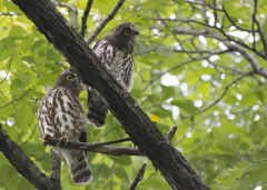 Ninox japonica