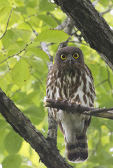 Ninox japonica