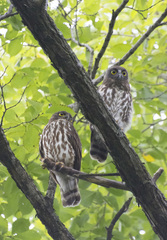 Ninox japonica