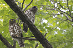 Ninox japonica