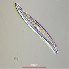 Gyrosigma acuminatum