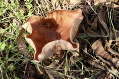 Leucopaxillus eucalyptorum