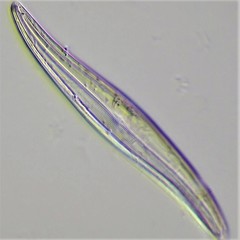 Gyrosigma acuminatum