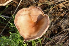 Leucopaxillus eucalyptorum