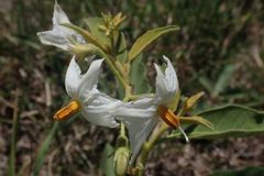 Solanum delagoense
