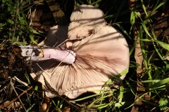 Leucopaxillus eucalyptorum