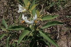 Solanum delagoense