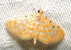 Notarcha aurolinealis