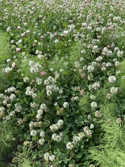 Trifolium hybridum