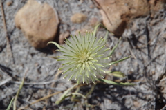 Ptilotus xerophilus