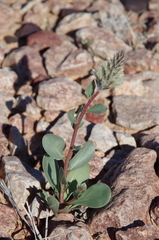 Ptilotus nobilis