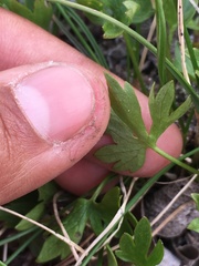 Ranunculus occidentalis brevistylis