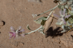Ptilotus sessilifolius