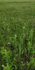 Cirsium dissectum