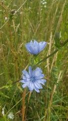 Cichorium intybus